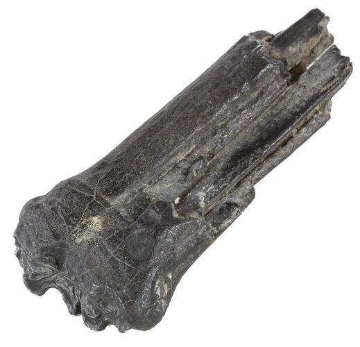 Pleistocene Aged Fossil Horse Tooth - Florida #53191